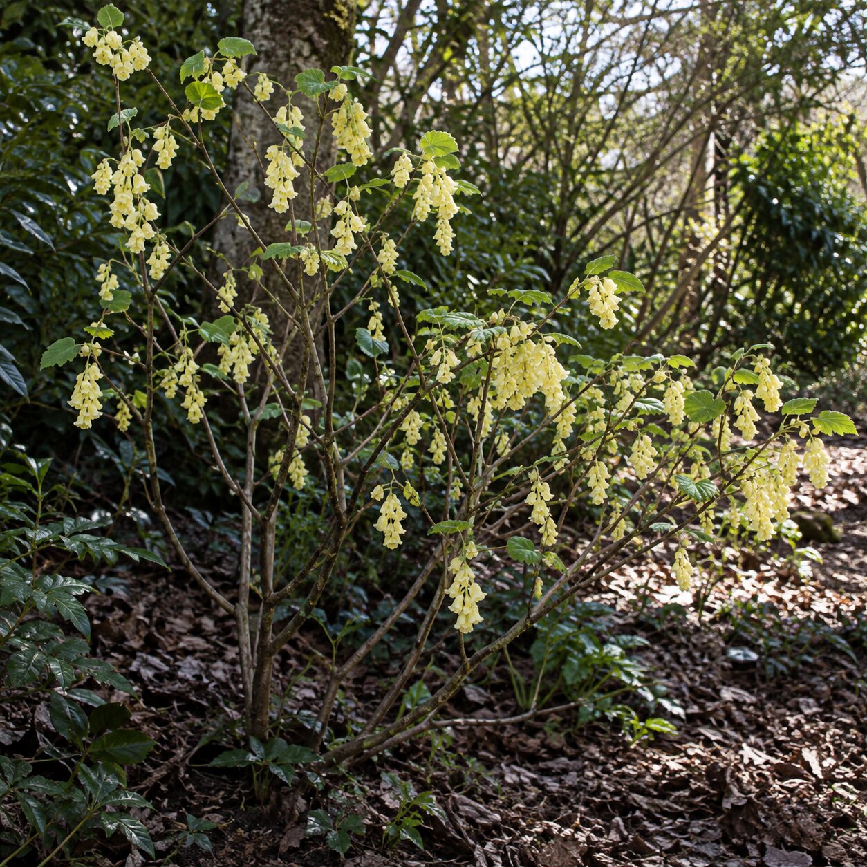 Lískovníček (Corylopsis) – stanoviště, půda a správná výsadba