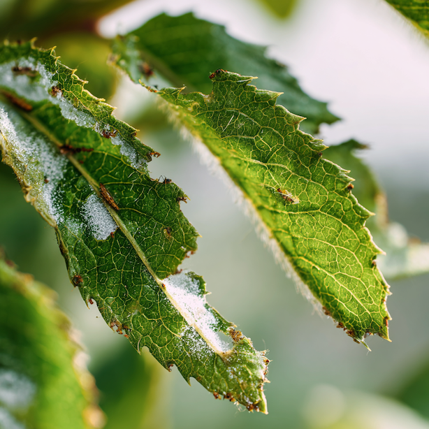 Škůdci rostlin – jak je rozpoznat, proč se objevují a kdy zasáhnout