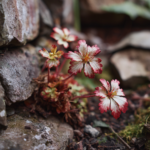 Choroby a problémy lomikamenů (Saxifraga)