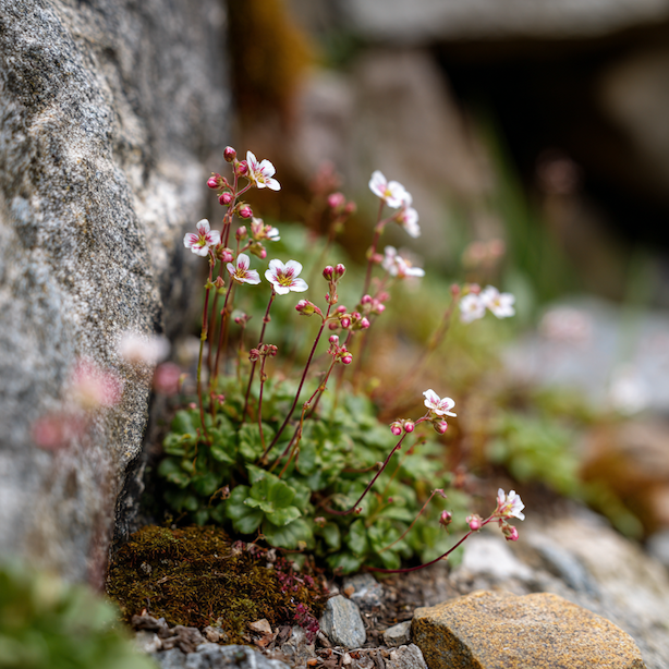 Lomikámen (Saxifraga) – pěstování a stanoviště