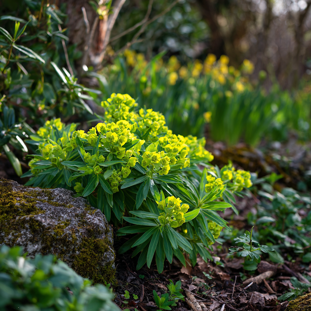 Lýkovec (Daphne) – využití v zahradní kompozici a vhodné kombinace