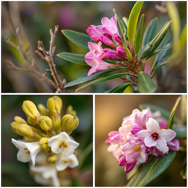 Lýkovec (Daphne) – přehled druhů a jak vybrat ten správný