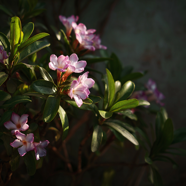 Lýkovec (Daphne) – kvetení, vůně a řez po odkvětu