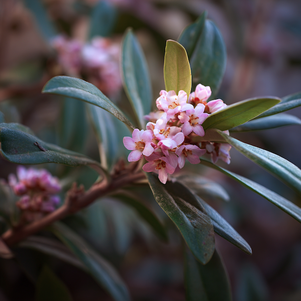 Lýkovec (Daphne) – stanoviště, půda a správná výsadba