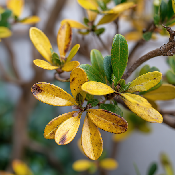 Lýkovec (Daphne) – nejčastější problémy, chřadnutí a chyby v péči