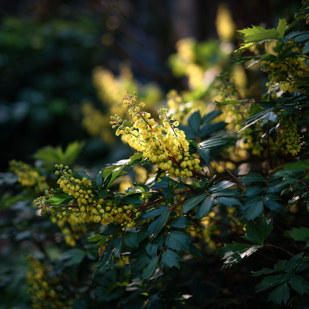 Druhy a kultivary mahonie (Mahonia) – rozdíly v růstu, vzhledu a použití