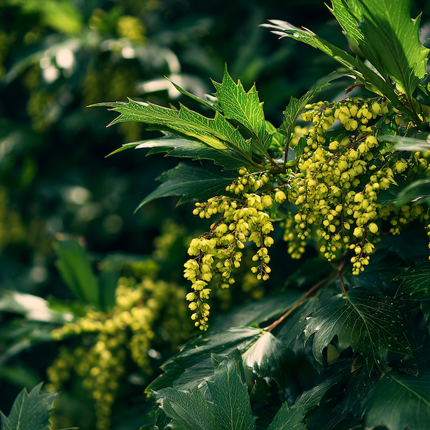 Mahonie – hnojení a výživa: kdy pomáhá a kdy škodí