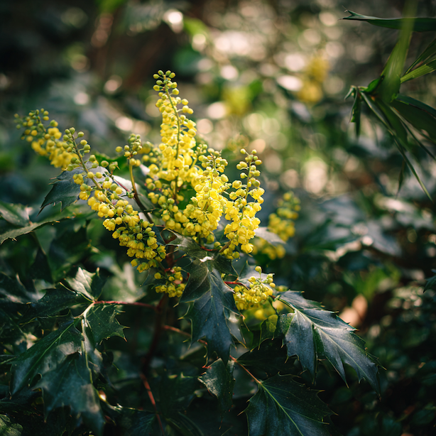 Mahonie – zálivka a voda: proč snesou sucho, ale ne přemokření
