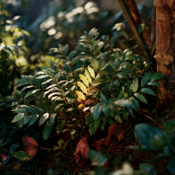 Mahonie – stanoviště a půda: kde prosperují a kde dlouhodobě chřadnou