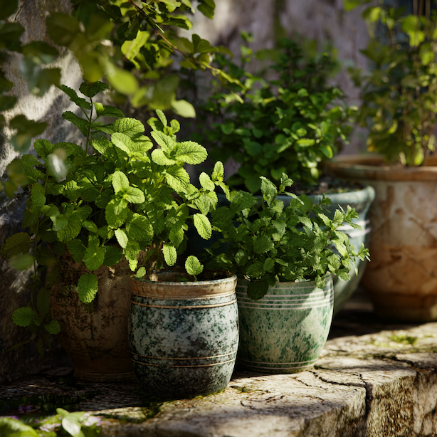 Meduňka (Melissa officinalis) – přehled odrůd a jejich rozdíly v chuti, růstu a využití