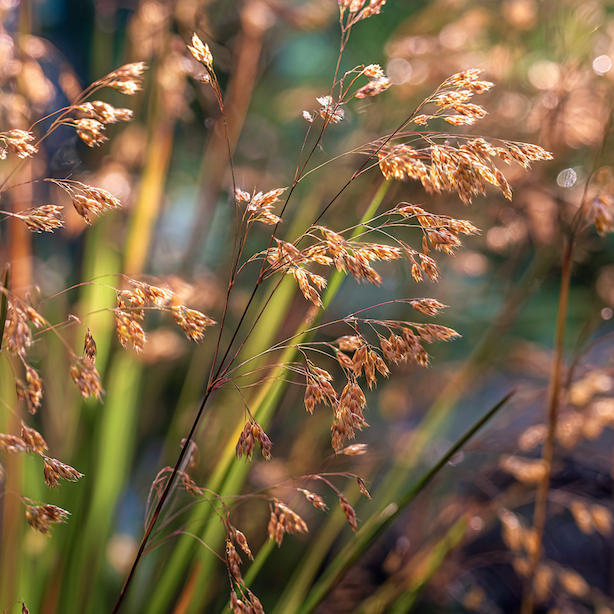Nejčastější problémy metlice trsnaté (Deschampsia cespitosa) – polehávání, sucho a přemokření
