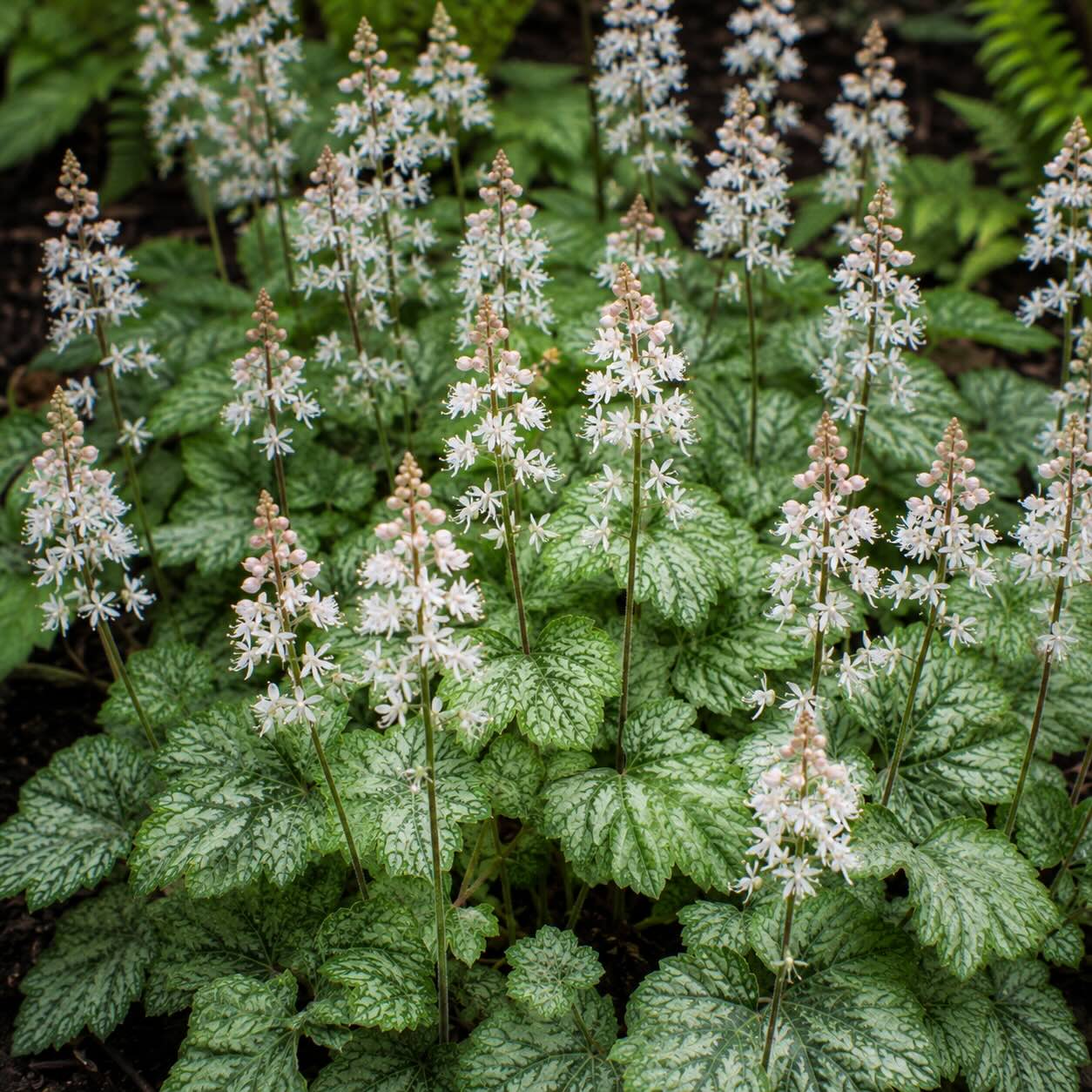 Jak pěstovat mitrovničku (Tiarella) – stanoviště, půda a péče