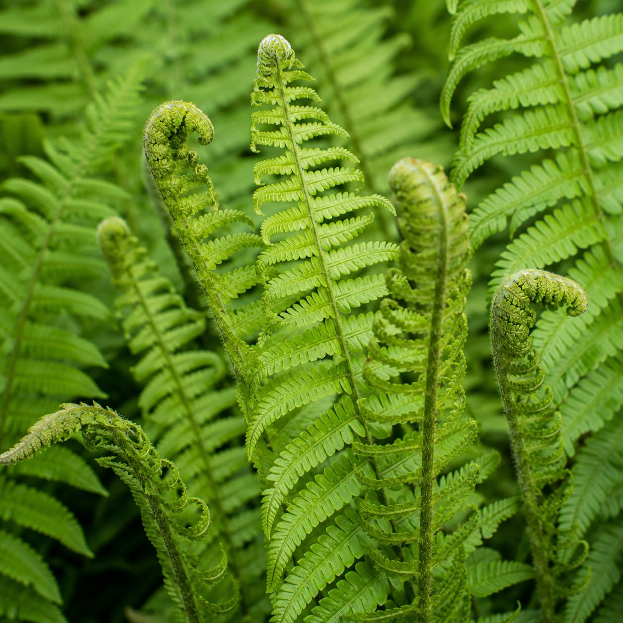 Jak pěstovat kapraď samec (Dryopteris) – stanoviště, půda a péče