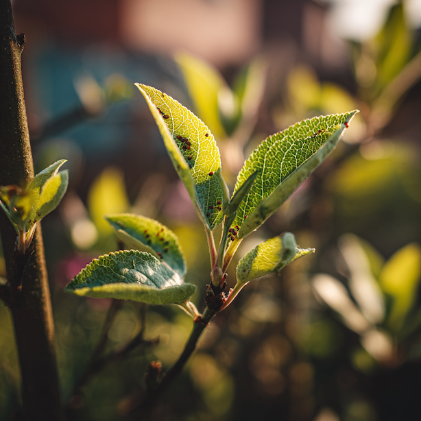 Mšice a jejich přirození predátoři – kdo je v zahradě udržuje pod kontrolou