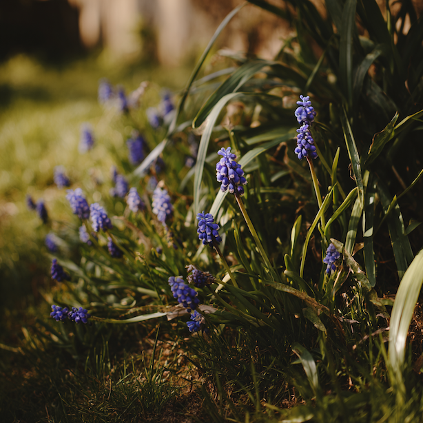 Modřence (Muscari) v trávníku – výhody, rizika a správný postup výsadby