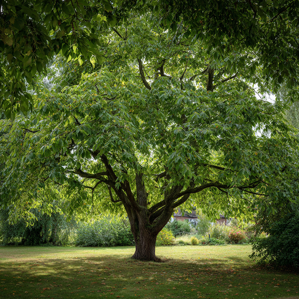Moruše v zahradní architektuře – kam se hodí a kam ne