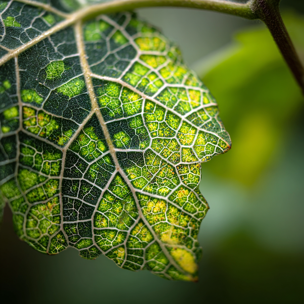 Mozaikové viry rostlin – typické projevy a nejčastější hostitelé