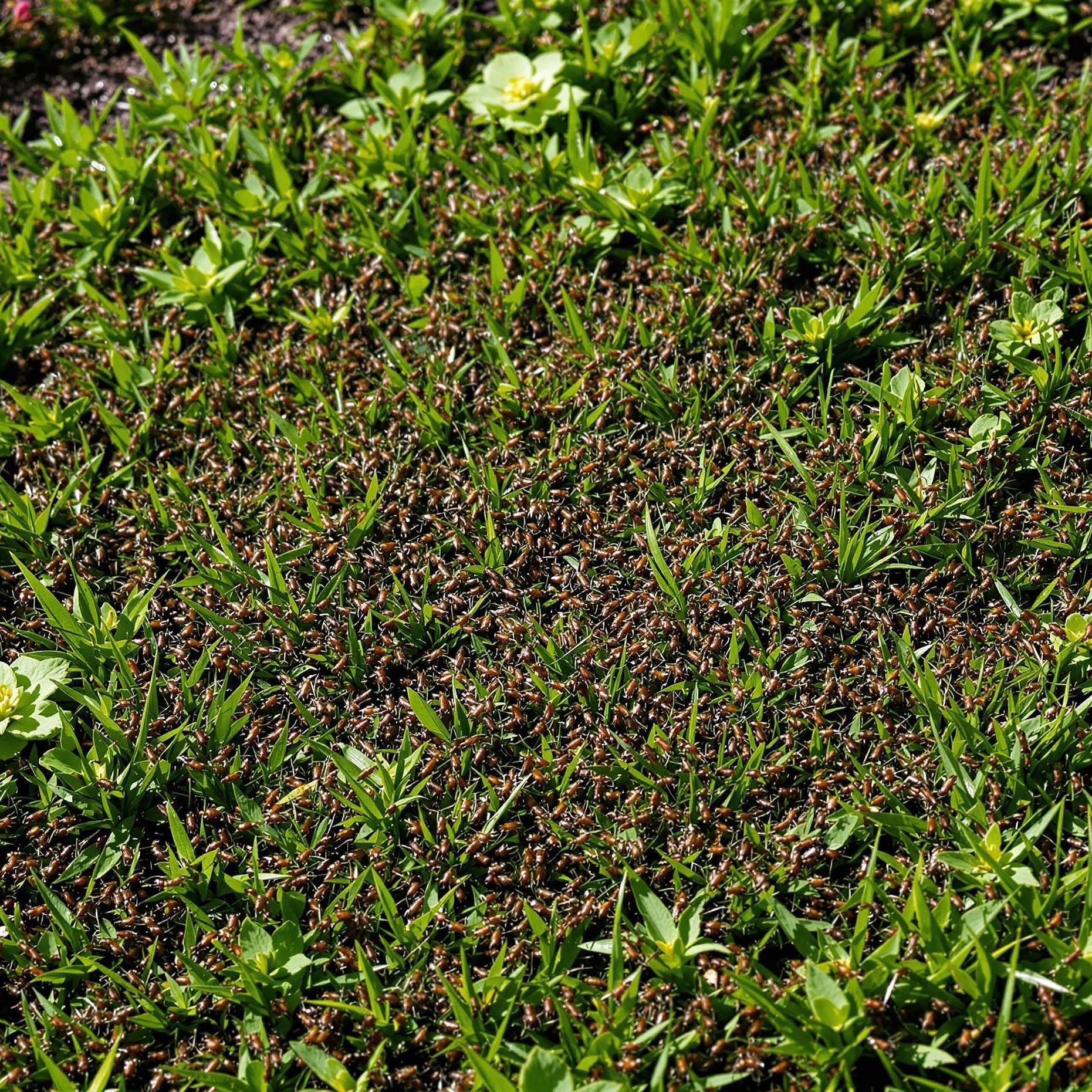 Mravenci v trávníku – kdy škodí a kdy pomáhají