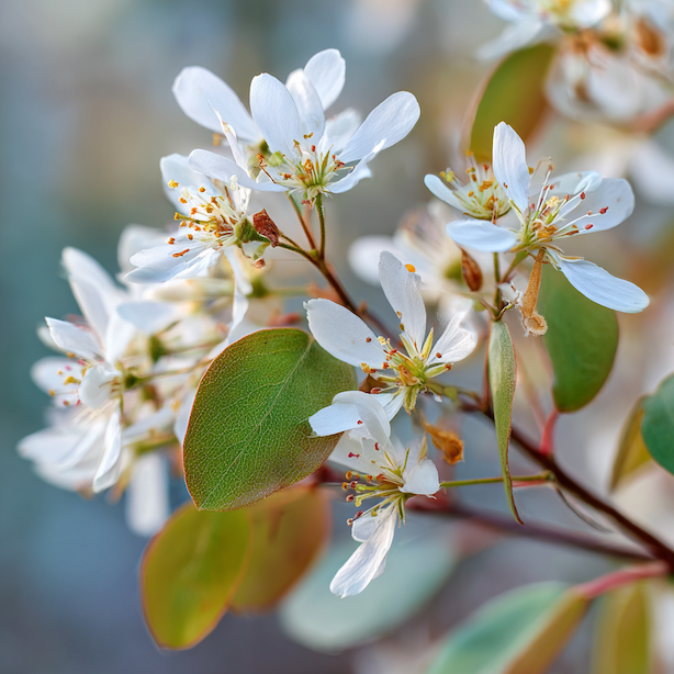 Muchovník (Amelanchier) – pěstování, stanoviště a růst