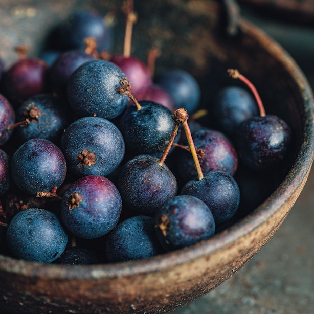 Zpracování muchovníku (Amelanchier) – sklizeň, sušení a využití v kuchyni