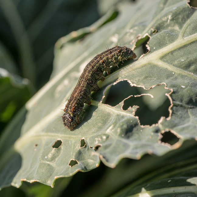 Můra kapustová (Mamestra brassicae) – housenky na zelí a skryté poškození hlávek