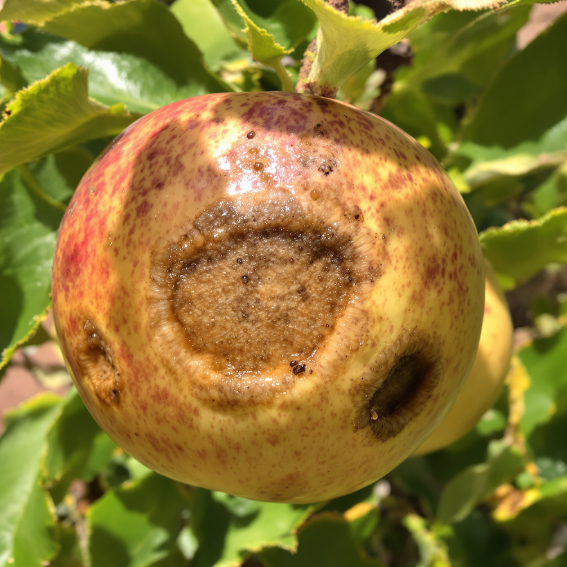 Moniliová hniloba jabloní – hniloba plodů, kruhové sporulace a infekce při skladování