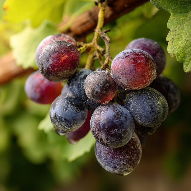 Plíseň šedá (Botrytis) – jak ji poznat, proč vzniká a které rostliny napadá