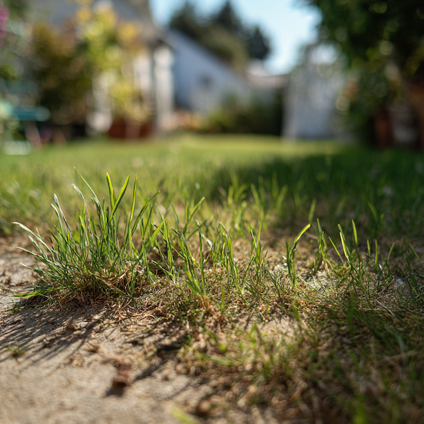 Dosev trávníku – kdy pomůže a kdy problém jen oddálí