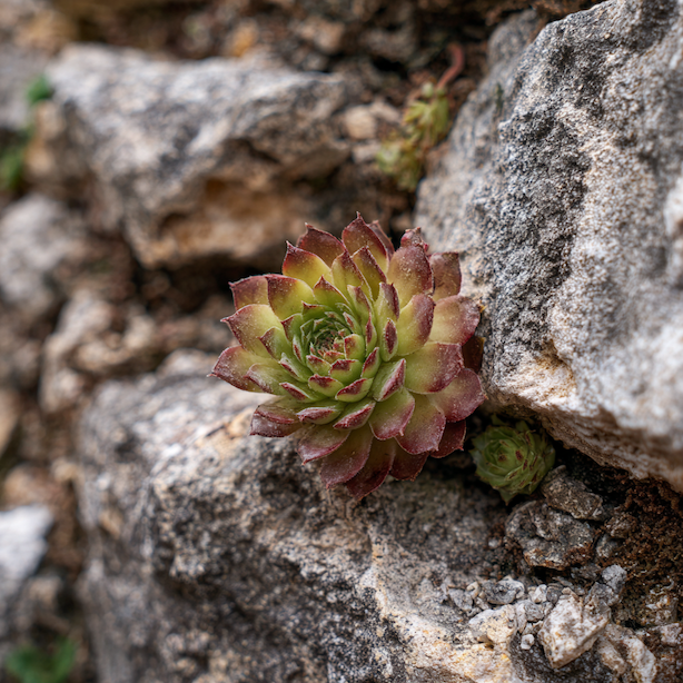 Netřesk (Sempervivum) – pěstování a stanoviště