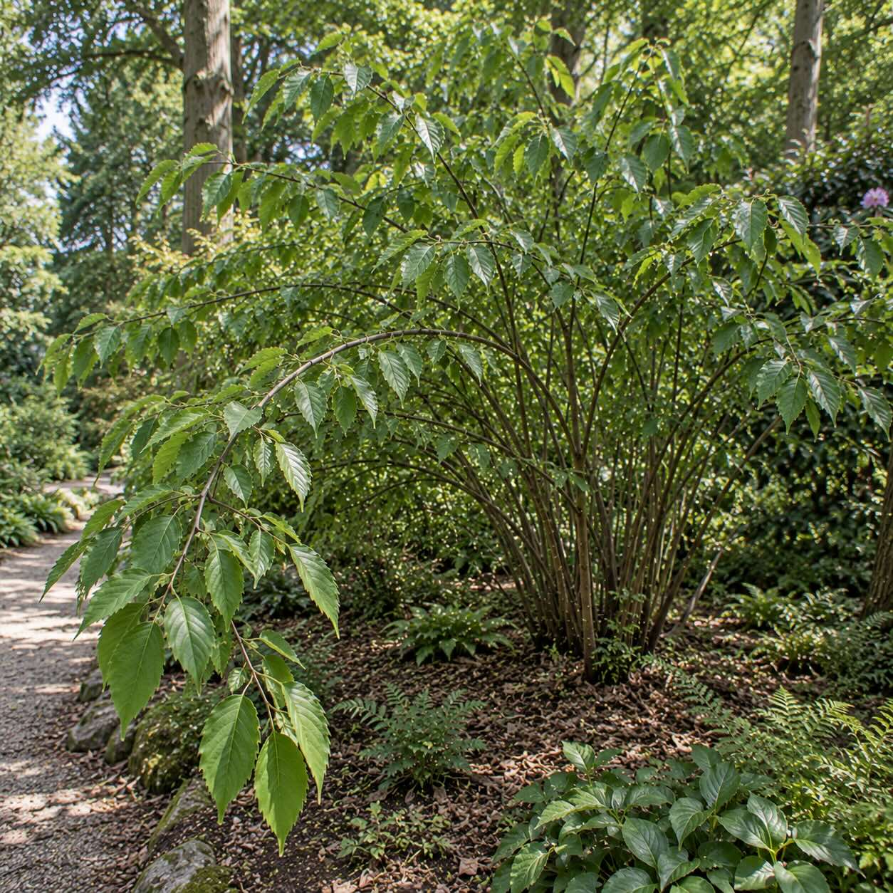 Ocasnatec (Stachyurus) – druhy, rozdíly a využití v zahradě