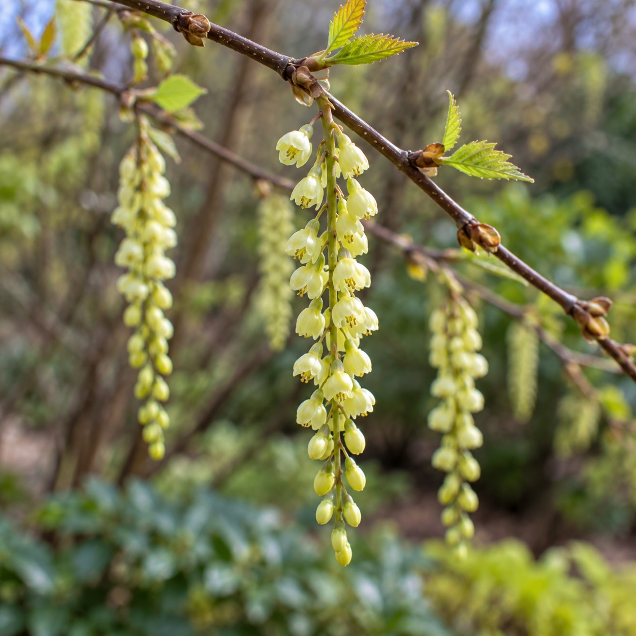 Ocasnatec (Stachyurus) – časné kvetení, převislá květenství a jarní mrazy
