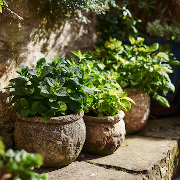Máta (Mentha) – přehled druhů a odrůd a jejich rozdíly v chuti i použití