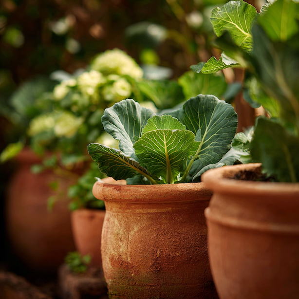 Okrasné zelí na balkon (Brassica oleracea) – pěstování, odolnost a využití na jaře