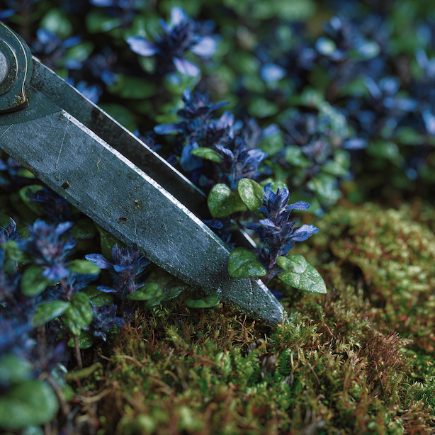 Řez a omezení rozrůstání zběhovce (Ajuga) – kdy a jak zasahovat