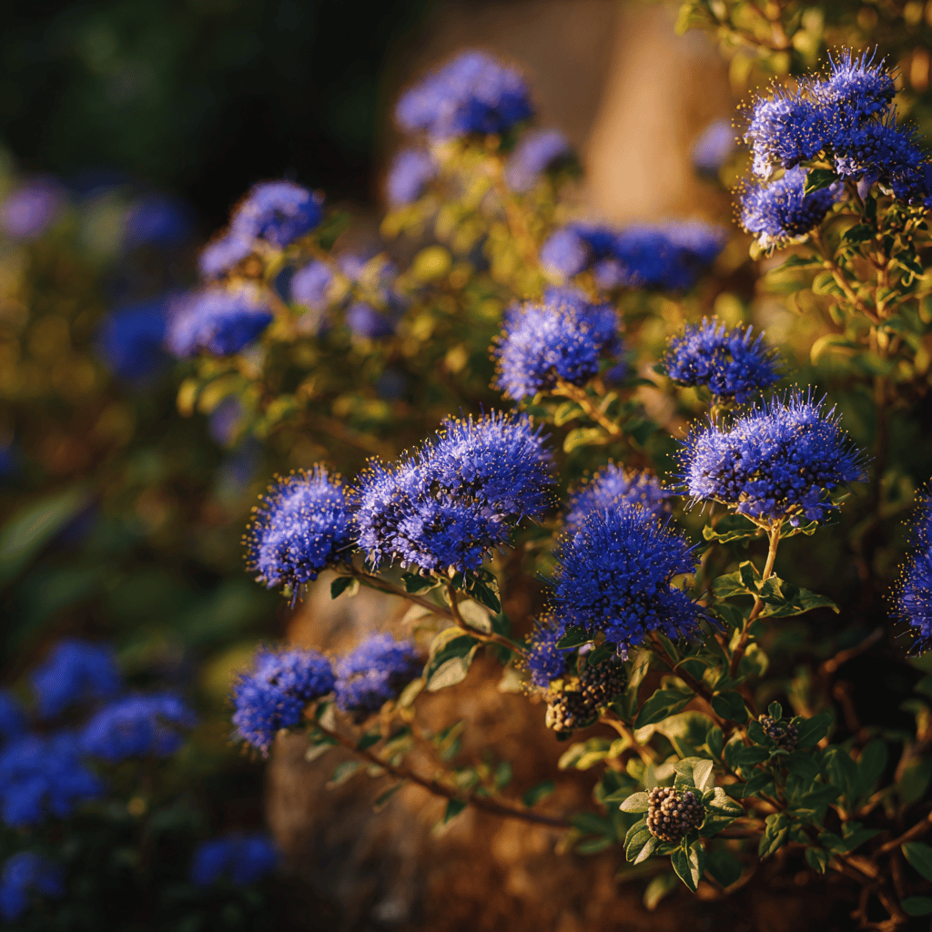 Hnojení ořechoplodce (Caryopteris) – kdy a čím podpořit kvetení a kompaktní růst