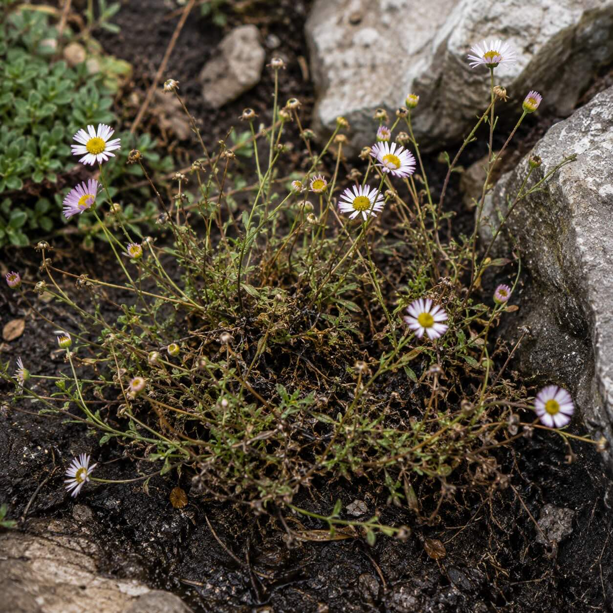Choroby turanu (Erigeron) – přemokření, řídnutí trsů a problémy při pěstování