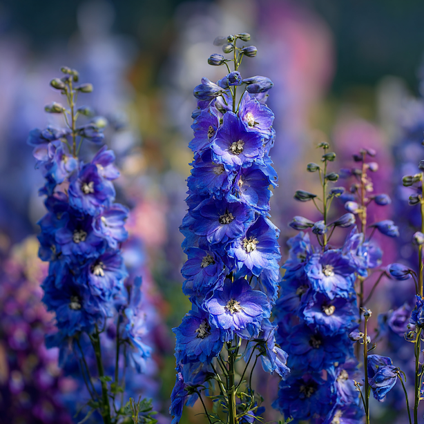 Ostrožka (Delphinium) – pěstování, stanoviště a základní charakteristika