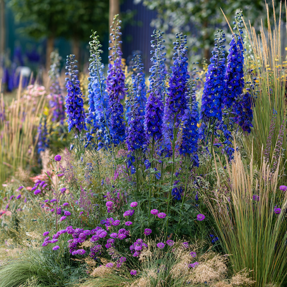 Kombinace ostrožek (Delphinium) v zahradě – s čím je vysazovat a proč
