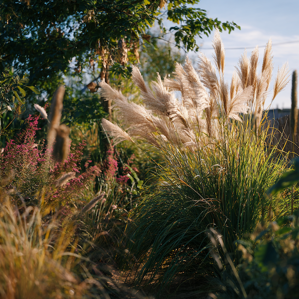 Ozdobnice čínská (Miscanthus sinensis) vs. jiné vysoké trávy – srovnání druhů a využití