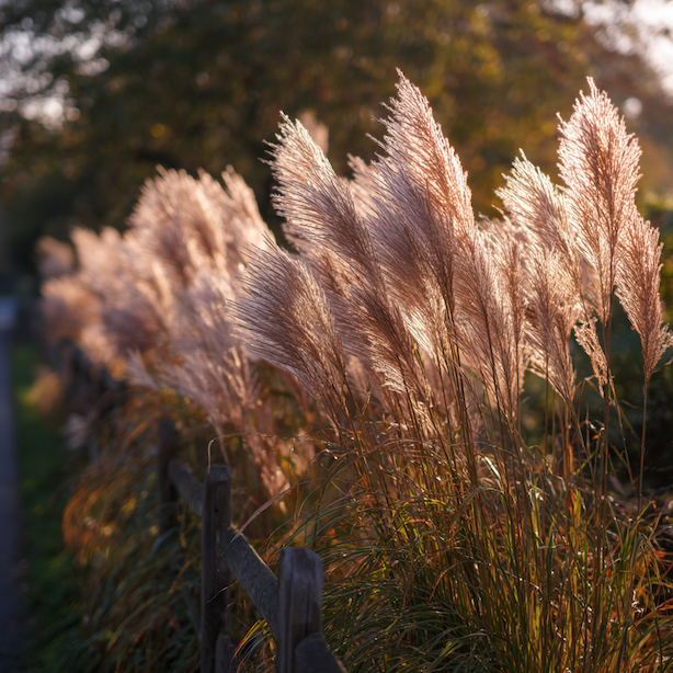 Ozdobnice čínská (Miscanthus sinensis) jako živá stěna – nejvyšší kultivary a výsadba do clony