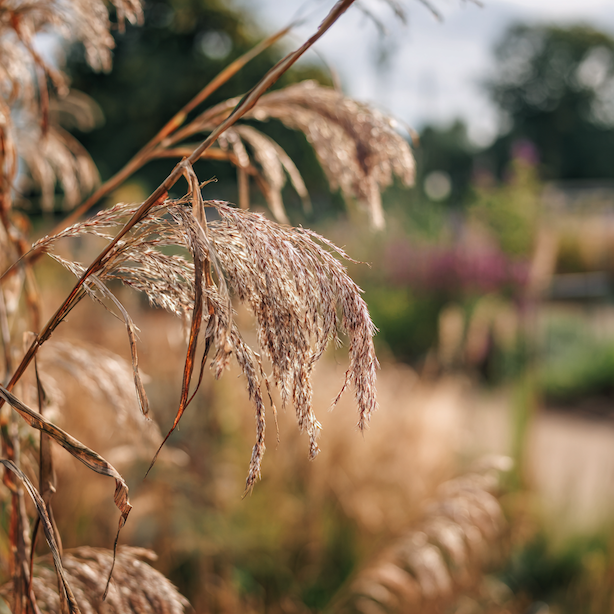 Ozdobnice čínská (Miscanthus sinensis) – choroby, problémy a nejčastější chyby při pěstování