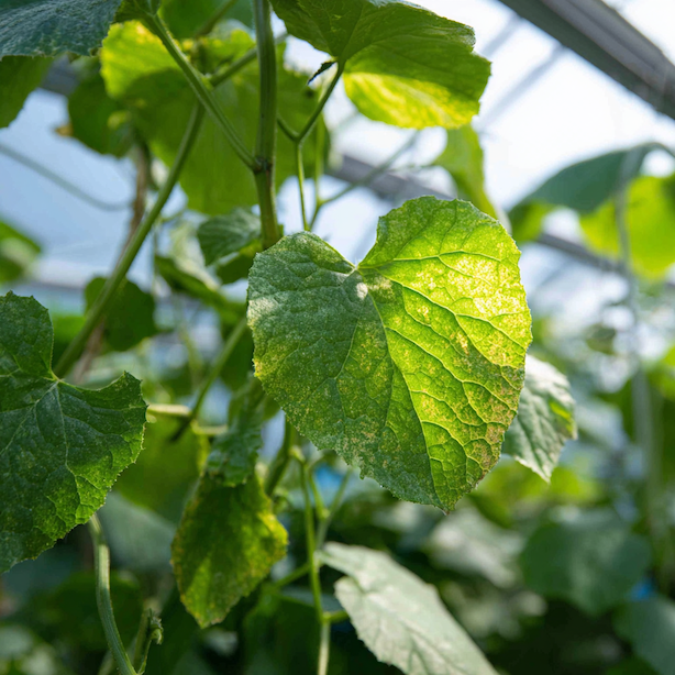 Padlí na okurkách – jak ho rozpoznat, proč vzniká a jak ho účinně ošetřit