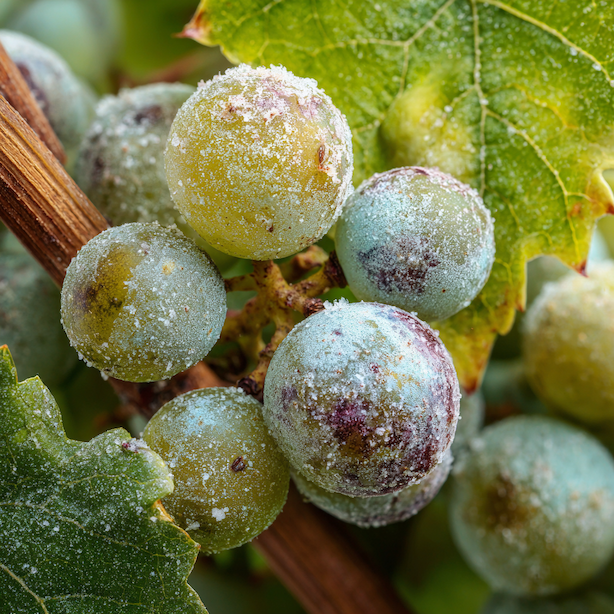 Padlí vinné révy (Vitis vinifera) – příznaky, průběh a prevence