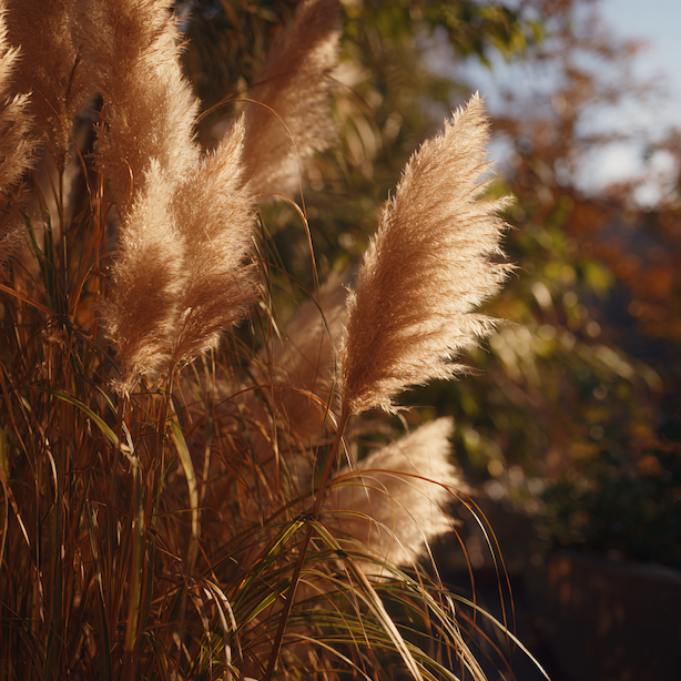 Pampová tráva (Cortaderia selloana) – přezimování a ochrana před mrazem
