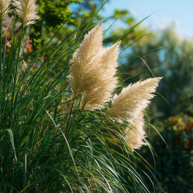 Pampová tráva (Cortaderia selloana) nekvete – příčiny a řešení