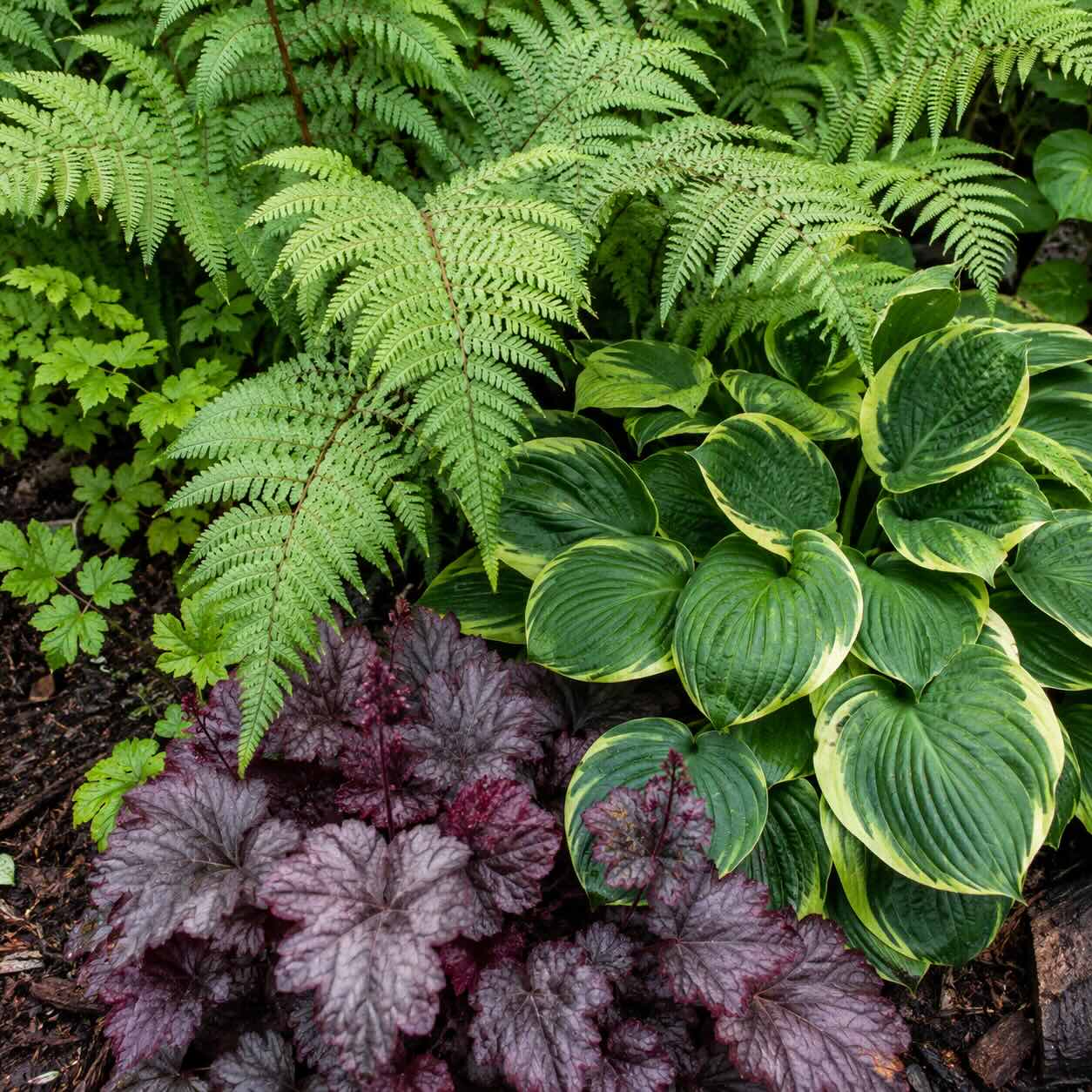 Jak kombinovat papratku (Athyrium) – stinné záhony a podrostové výsadby