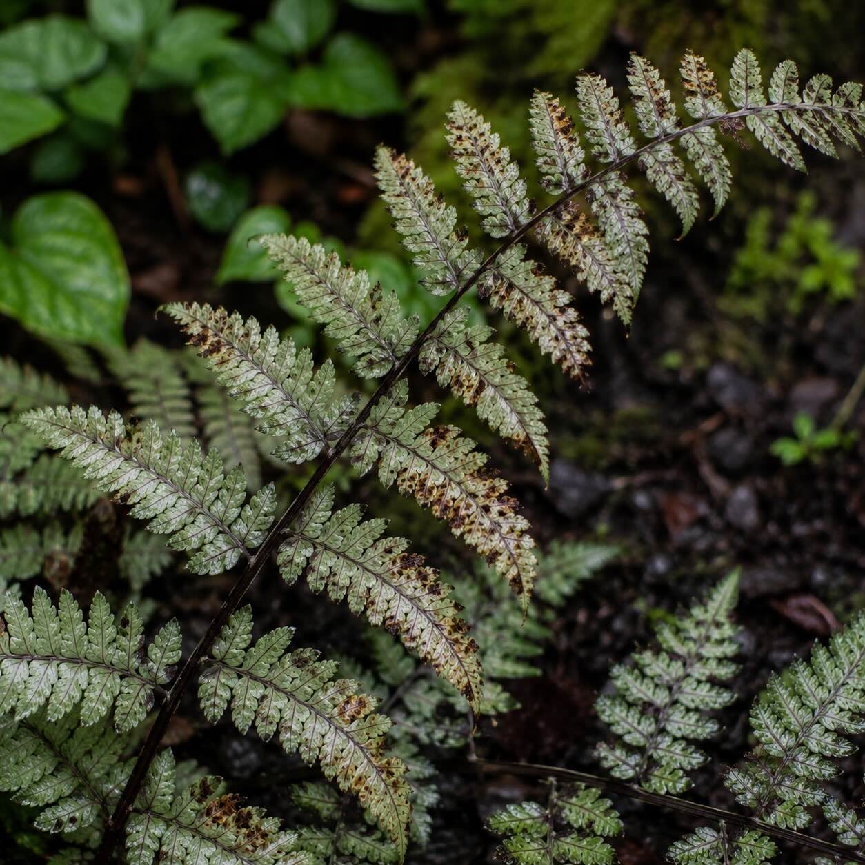 Choroby papratky (Athyrium) – přemokření, hniloba a problémy při pěstování