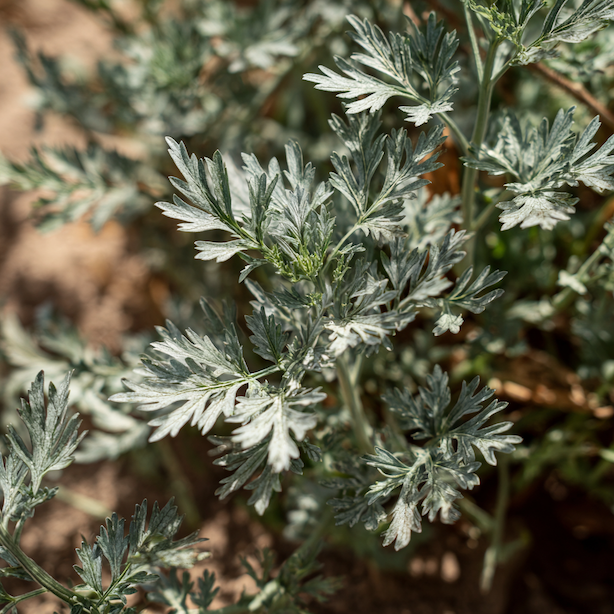 Pelyněk (Artemisia) – přehled druhů používaných v zahradě
