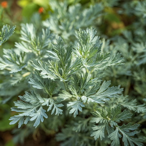 Pelyněk (Artemisia) – pěstování, stanoviště a základní charakteristika