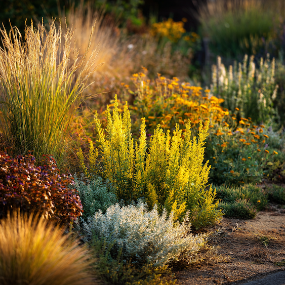 Kombinace pelyňku (Artemisia) v zahradě – s čím jej vysazovat a proč